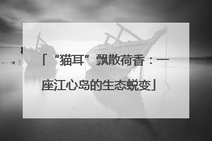 “猫耳”飘散荷香：一座江心岛的生态蜕变