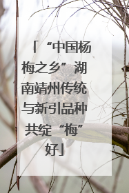 “中国杨梅之乡”湖南靖州传统与新引品种共绽“梅”好