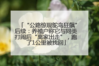 “公路惊现鸵鸟狂飙”后续：养殖户称它与同类打闹后“离家出走”，跑了1公里被找回