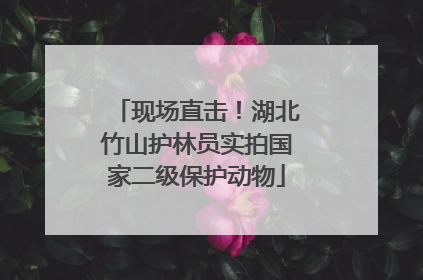 现场直击！湖北竹山护林员实拍国家二级保护动物