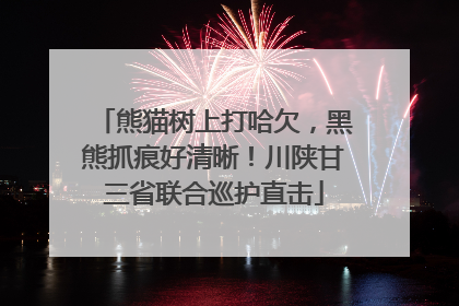 熊猫树上打哈欠，黑熊抓痕好清晰！川陕甘三省联合巡护直击