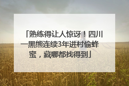 熟练得让人惊讶！四川一黑熊连续3年进村偷蜂蜜，藏哪都找得到