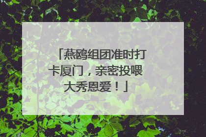 燕鸥组团准时打卡厦门，亲密投喂大秀恩爱！