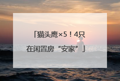 猫头鹰×5！4只在闲置房“安家”