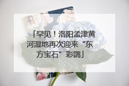 罕见！洛阳孟津黄河湿地再次迎来“东方宝石”彩鹮