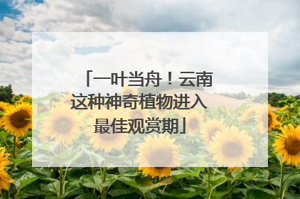 一叶当舟！云南这种神奇植物进入最佳观赏期