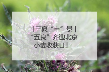 三夏“丰”景｜“五良”齐迎北京小麦收获日