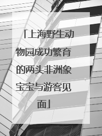 上海野生动物园成功繁育的两头非洲象宝宝与游客见面