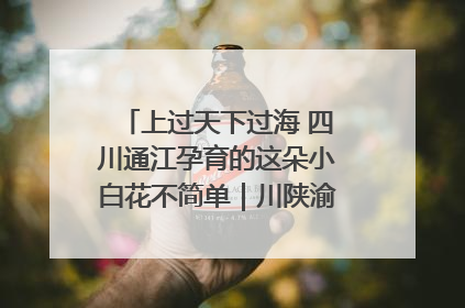 上过天下过海 四川通江孕育的这朵小白花不简单｜川陕渝网络名人巴中行