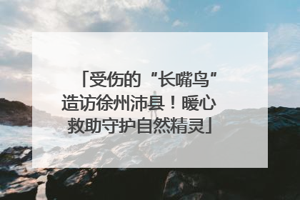 受伤的“长嘴鸟”造访徐州沛县！暖心救助守护自然精灵