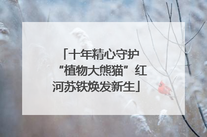 十年精心守护 “植物大熊猫”红河苏铁焕发新生