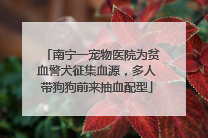 南宁一宠物医院为贫血警犬征集血源，多人带狗狗前来抽血配型