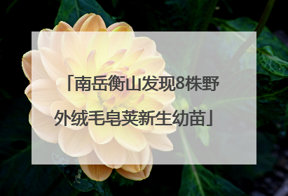 南岳衡山发现8株野外绒毛皂荚新生幼苗