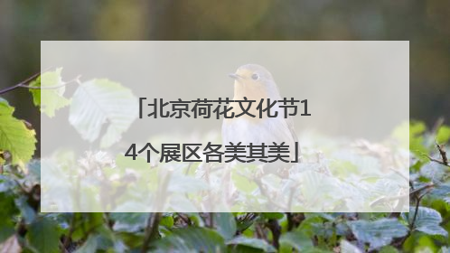 北京荷花文化节14个展区各美其美