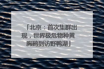 北京：首次集群出现，世界极危物种黄胸鹀到访野鸭湖