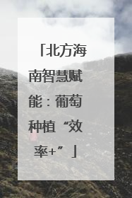 北方海南智慧赋能：葡萄种植“效率+”