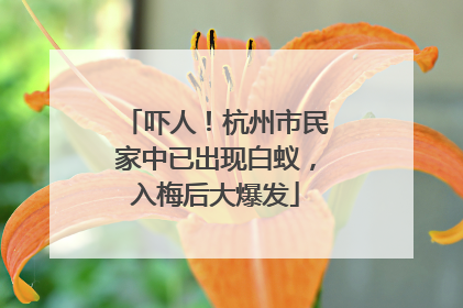 吓人！杭州市民家中已出现白蚁，入梅后大爆发