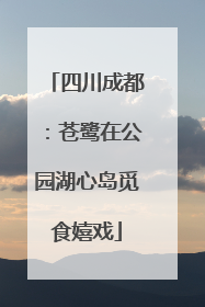 四川成都：苍鹭在公园湖心岛觅食嬉戏