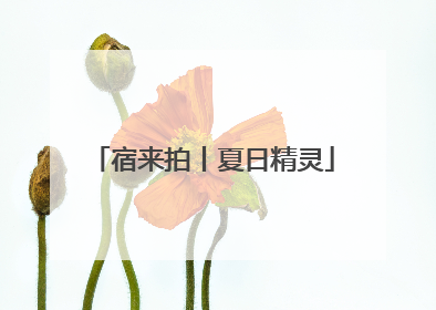 宿来拍丨夏日精灵