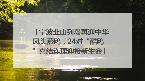 宁波韭山列岛再迎中华凤头燕鸥，24对“酷鸥”喜结连理迎接新生命