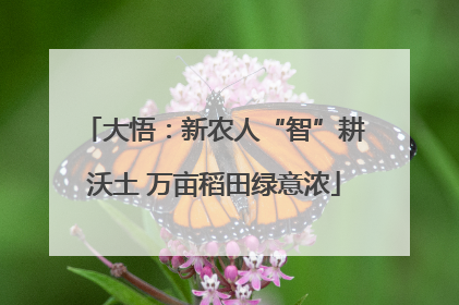 大悟：新农人“智”耕沃土 万亩稻田绿意浓