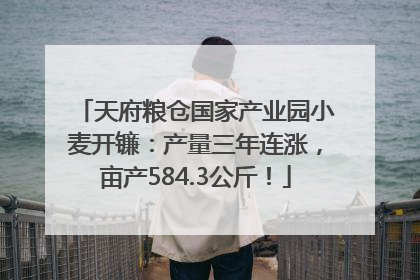 天府粮仓国家产业园小麦开镰：产量三年连涨，亩产584.3公斤！