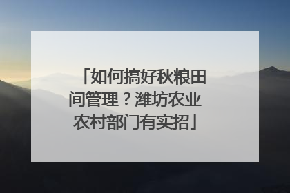 如何搞好秋粮田间管理？潍坊农业农村部门有实招