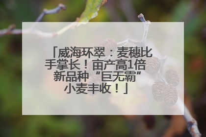 威海环翠：麦穗比手掌长！亩产高1倍 新品种“巨无霸”小麦丰收！