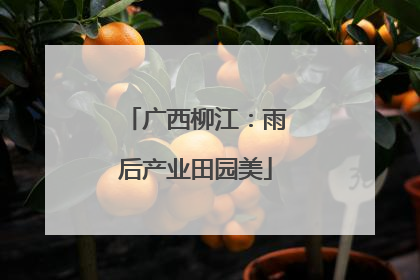 广西柳江：雨后产业田园美