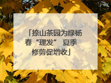 捺山茶园为绿杨春“理发” 夏季修剪促增收