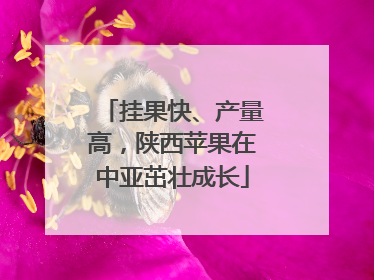 挂果快、产量高，陕西苹果在中亚茁壮成长