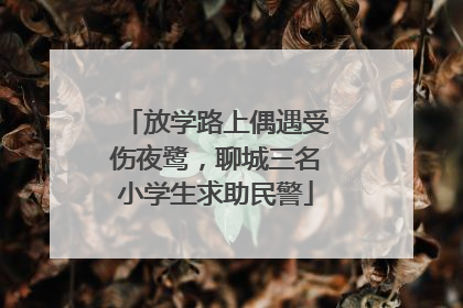 放学路上偶遇受伤夜鹭，聊城三名小学生求助民警