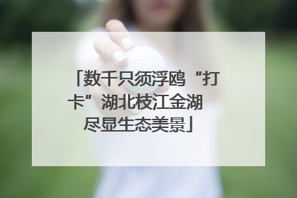 数千只须浮鸥“打卡”湖北枝江金湖 尽显生态美景