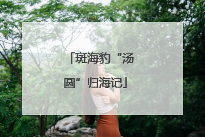 斑海豹“汤圆”归海记