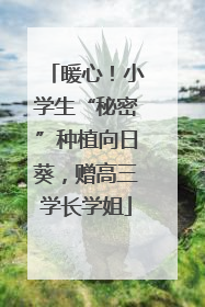 暖心！小学生“秘密”种植向日葵，赠高三学长学姐