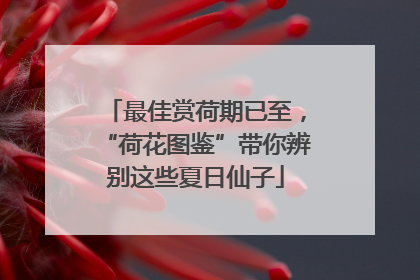 最佳赏荷期已至，“荷花图鉴”带你辨别这些夏日仙子