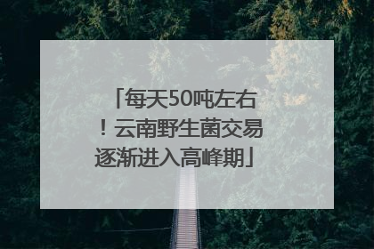 每天50吨左右！云南野生菌交易逐渐进入高峰期
