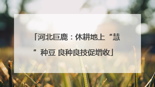 河北巨鹿：休耕地上“慧”种豆 良种良技促增收