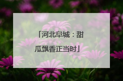 河北阜城：甜瓜飘香正当时