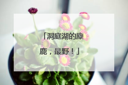 洞庭湖的麋鹿，最野！