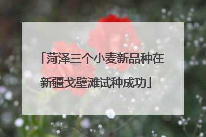 菏泽三个小麦新品种在新疆戈壁滩试种成功