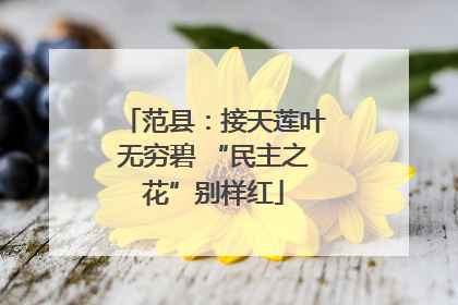 范县：接天莲叶无穷碧 “民主之花”别样红