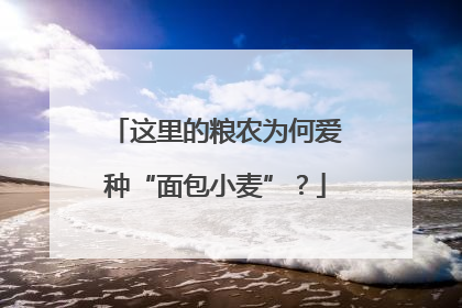 这里的粮农为何爱种“面包小麦”？
