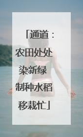 通道：农田处处染新绿 制种水稻移栽忙