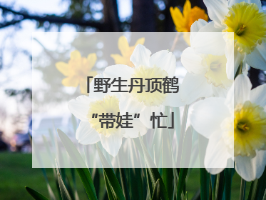 野生丹顶鹤“带娃”忙