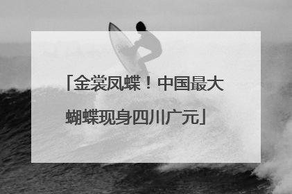 金裳凤蝶！中国最大蝴蝶现身四川广元