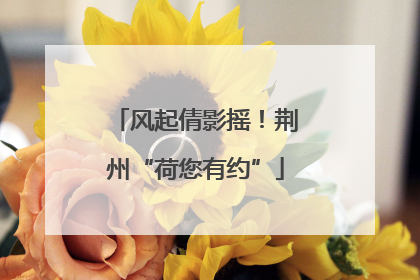 风起倩影摇！荆州“荷您有约”